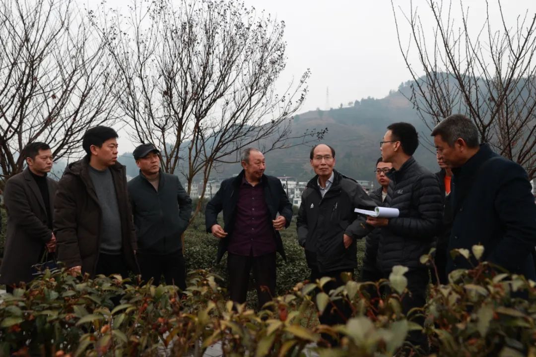 中国海峡富硒茶(福建海峡茶业交流协会会长)-硒宝网