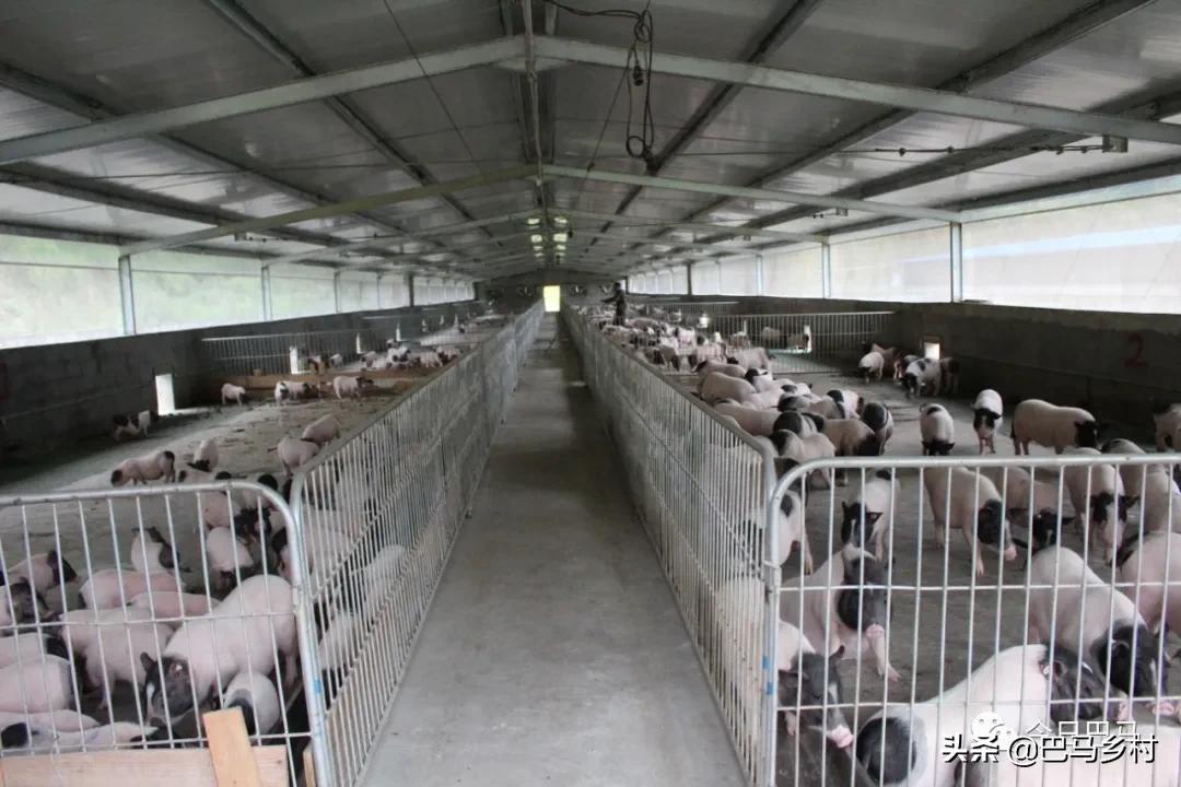 富硒火麻生态茶（富硒茶具）-硒宝网