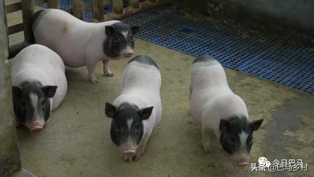 富硒火麻生态茶（富硒茶具）-硒宝网