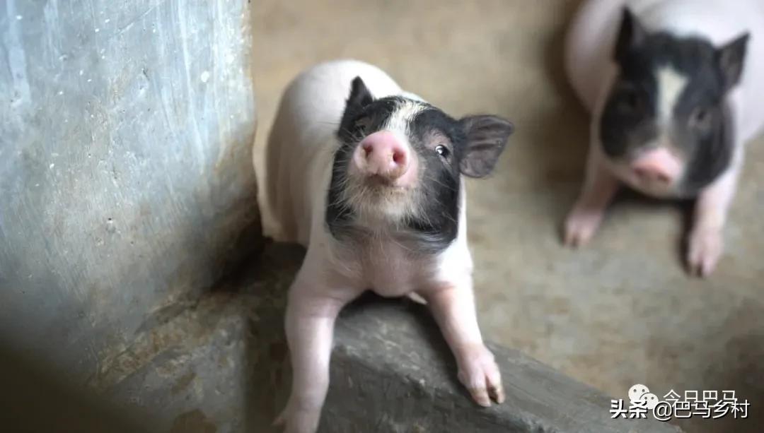 富硒火麻生态茶（富硒茶具）-硒宝网