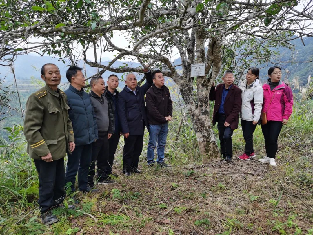 富硒茶能隔夜吗(隔夜茶能天天洗脸吗)-硒宝网
