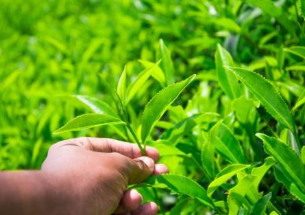 霄坑富硒茶口感(霄坑茶怎么样)-硒宝网