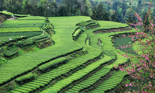 思施富硒茶回味(富硒茶功效)-硒宝网