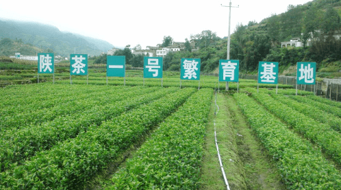 陳默安康富硒茶(安康富硒茶多少钱一斤汗水晨雾)-硒宝网