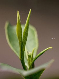 茶含富硒量适度（富硒茶叶硒含量标准）-硒宝网