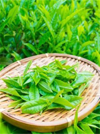 茶含富硒量适度（富硒茶叶硒含量标准）-硒宝网