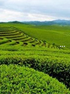 茶含富硒量适度（富硒茶叶硒含量标准）-硒宝网