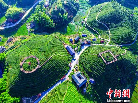 福建富硒藤本茶(福建藤茶的功效与作用)-硒宝网