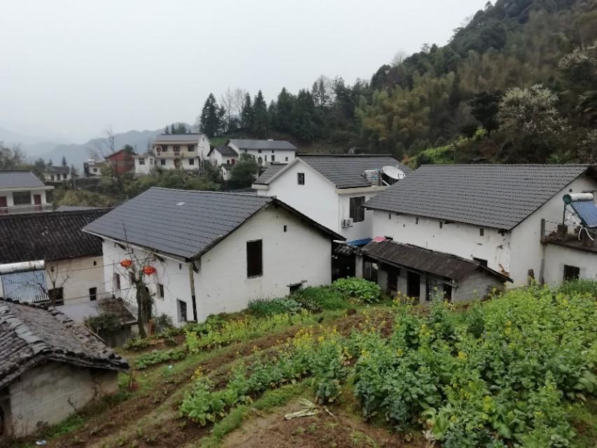 安徽仙寓富硒茶(安徽富硒茶产地)-硒宝网