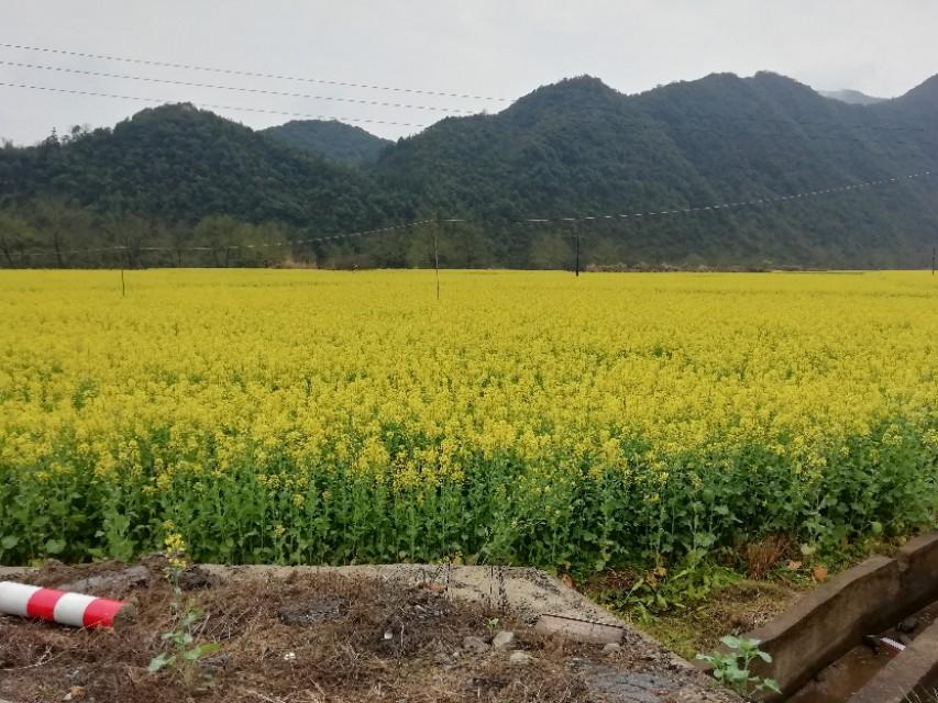 安徽仙寓富硒茶(安徽富硒茶产地)-硒宝网