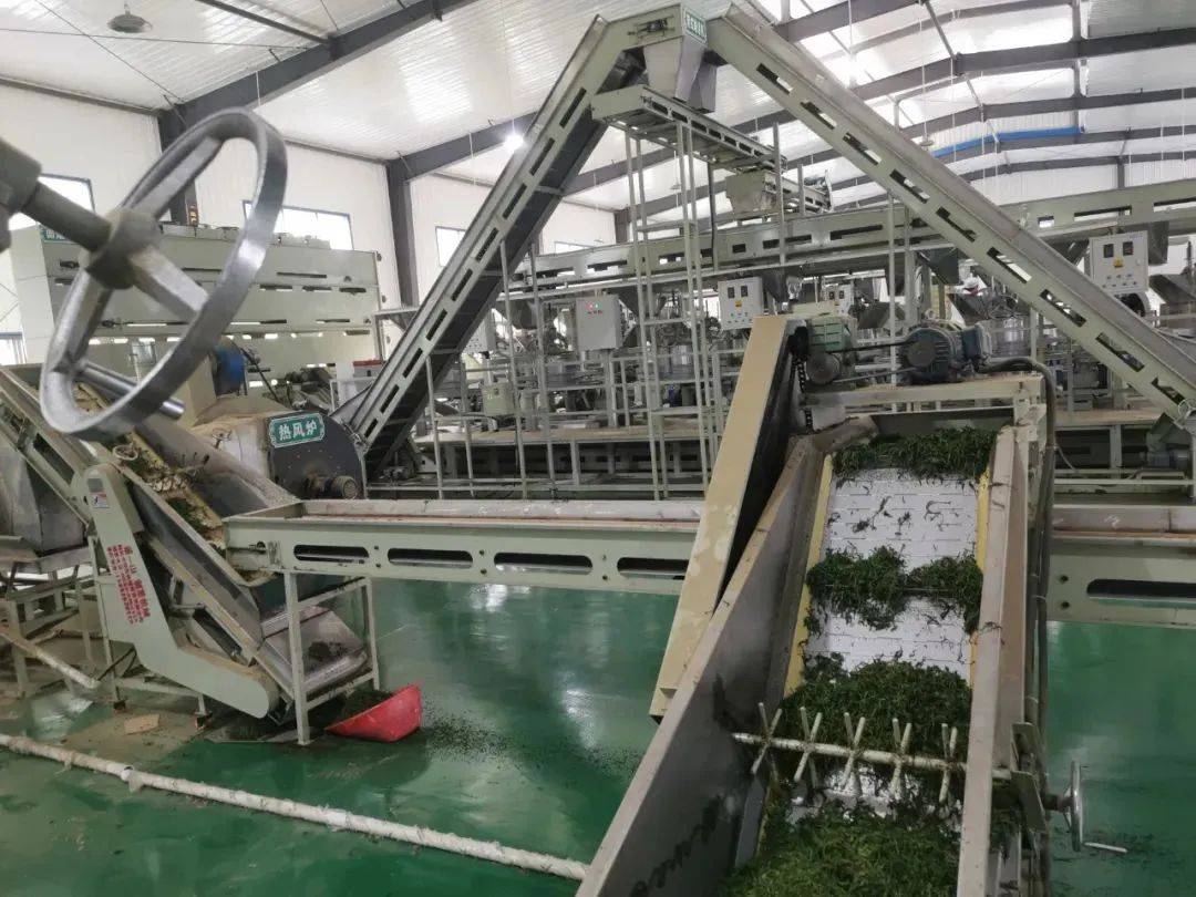 利川极叶富硒茶（利川极叶野茶）-硒宝网