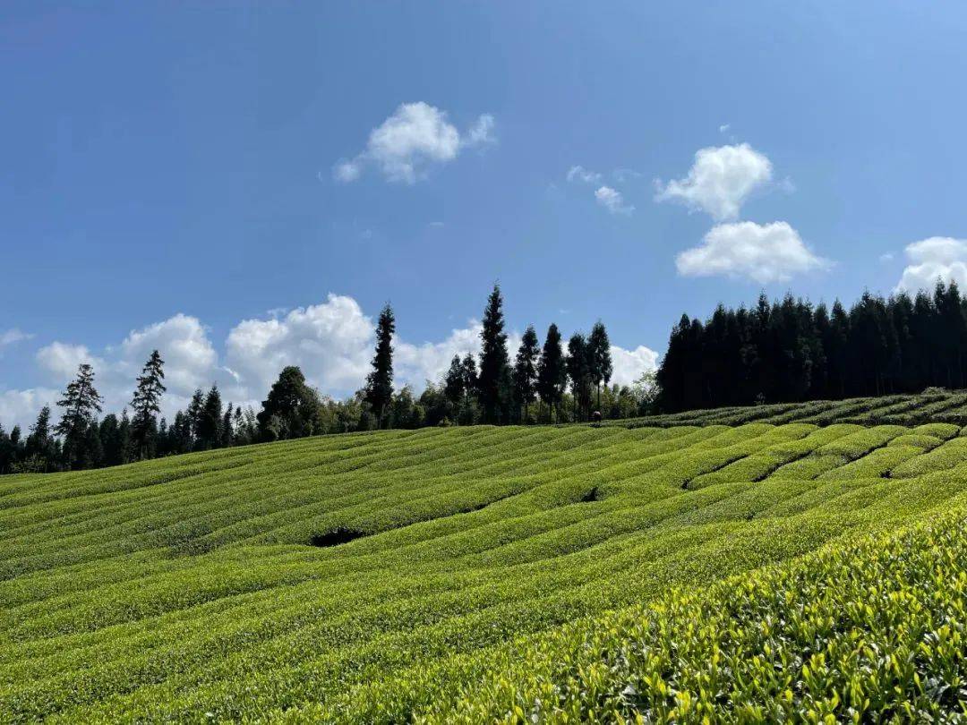 利川极叶富硒茶（利川极叶野茶）-硒宝网