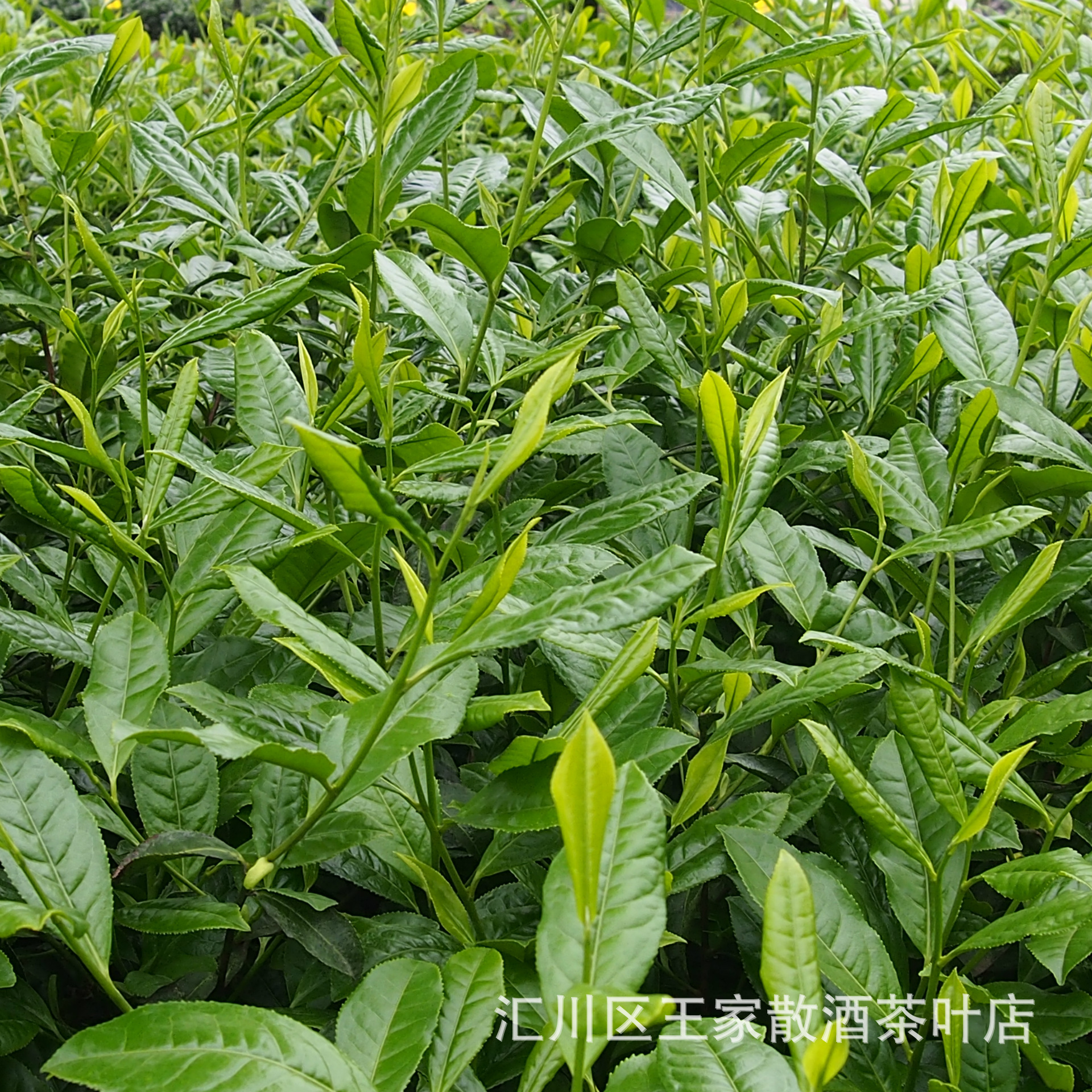 贵州道真富硒茶(贵州富硒茶叶价格表)-硒宝网