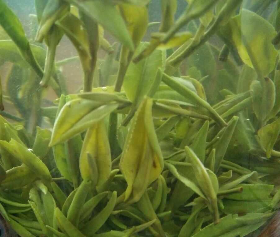 贵州道真富硒茶(贵州富硒茶叶价格表)-硒宝网