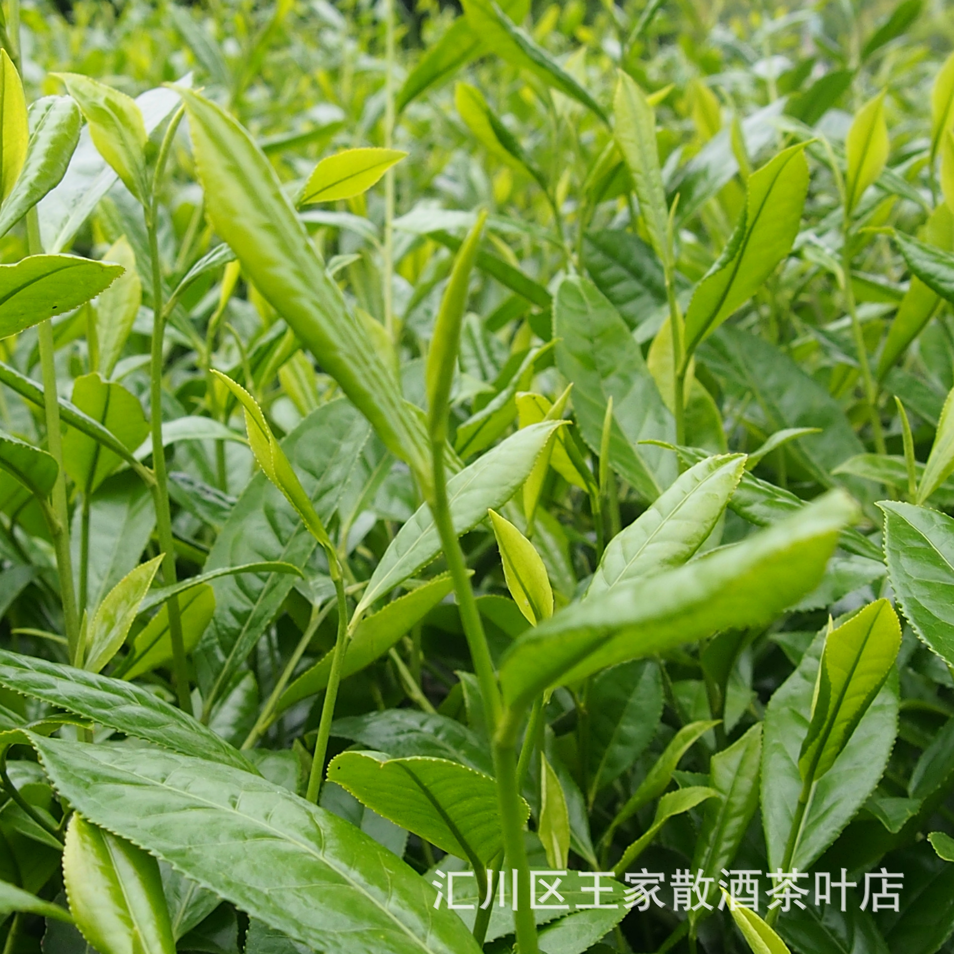 贵州道真富硒茶(贵州富硒茶叶价格表)-硒宝网