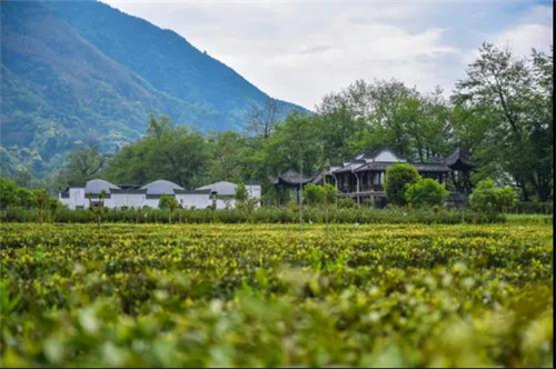 恩施博仁富硒茶（恩施富硒茶宣传视频）-硒宝网