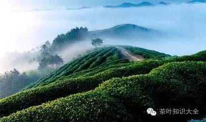 恩施极叶富硒茶(恩施富硒茶叶多少钱一斤)-硒宝网