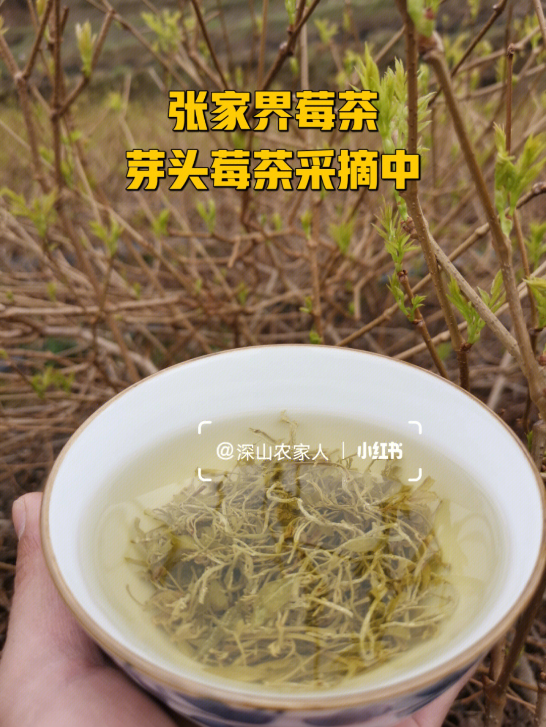 富硒藤茶的做法(做法富硒藤茶怎么做)-硒宝网