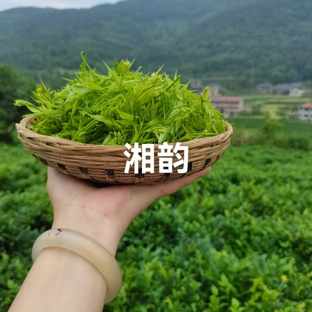 富硒藤茶的做法(做法富硒藤茶怎么做)-硒宝网