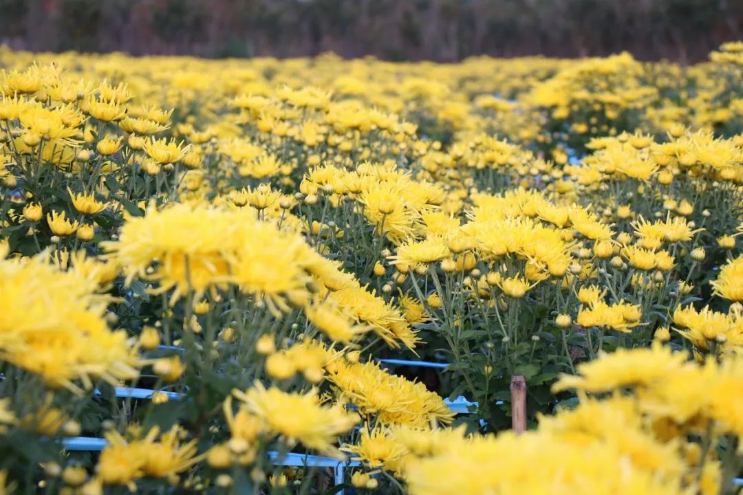 富硒金丝皇菊茶（富硒金丝皇菊）-硒宝网