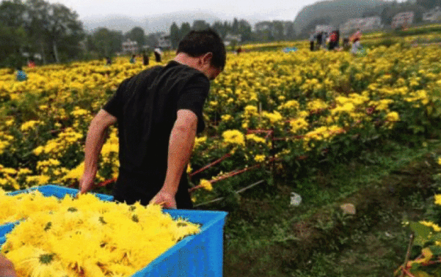 富硒金丝皇菊茶（富硒金丝皇菊）-硒宝网