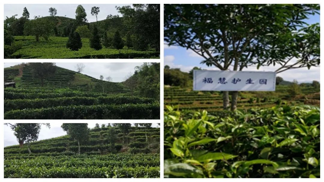 福田富硒生茶饼(富硒茶价格表)-硒宝网