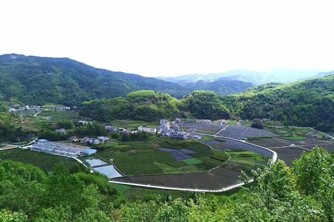 富硒茶公司名字(富硒茶的产地)-硒宝网