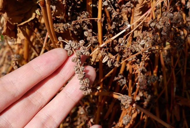 苦荞茶富硒食物(茶食物苦荞富硒的作用)-硒宝网