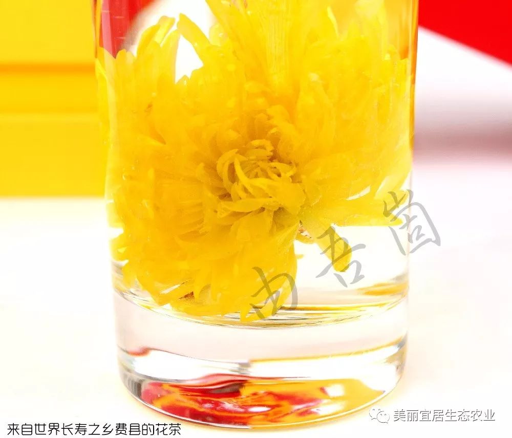 富硒金丝皇菊茶(金丝菊泡茶的功效)-硒宝网