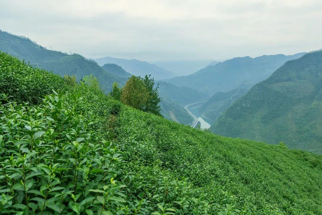 富硒茶蒿坪毛尖（富硒茶和毛尖的区别）-硒宝网