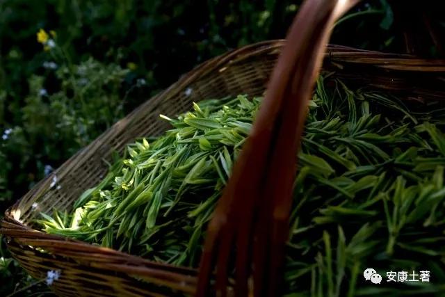 富硒茶蒿坪毛尖（富硒茶和毛尖的区别）-硒宝网