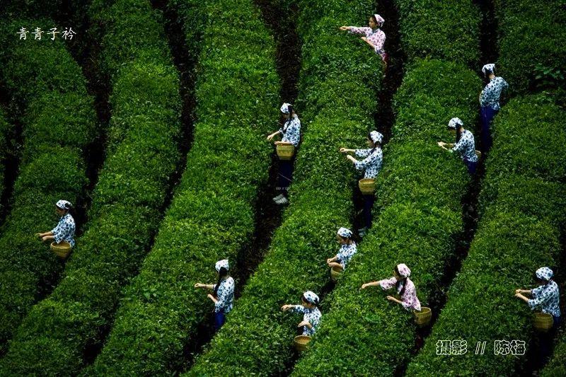 富硒茶蒿坪毛尖（富硒茶和毛尖的区别）-硒宝网