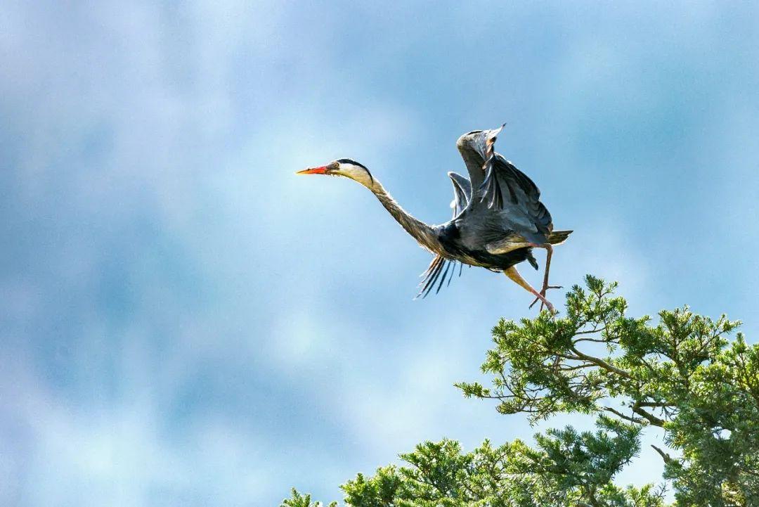 富硒茶蒿坪毛尖（富硒茶和毛尖的区别）-硒宝网