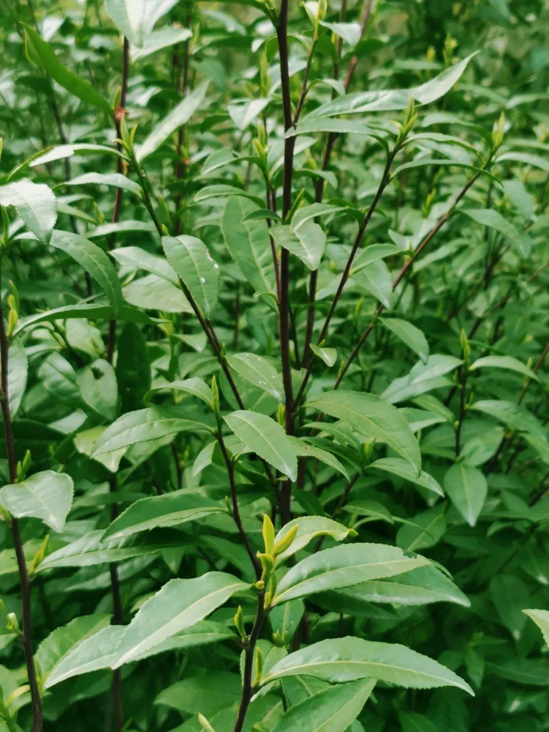 富硒茶蒿坪毛尖（富硒茶和毛尖的区别）-硒宝网