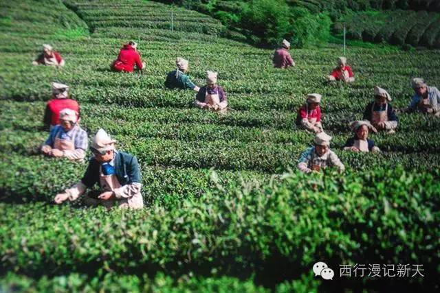 陕西焕古富硒茶（陕西富硒茶叶）-硒宝网