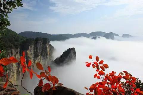 恩施极叶富硒茶(恩施富硒茶)-硒宝网