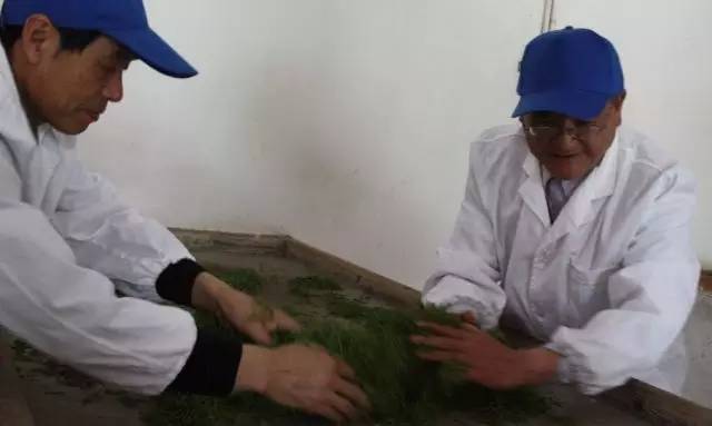 恩施极叶富硒茶(恩施富硒茶)-硒宝网