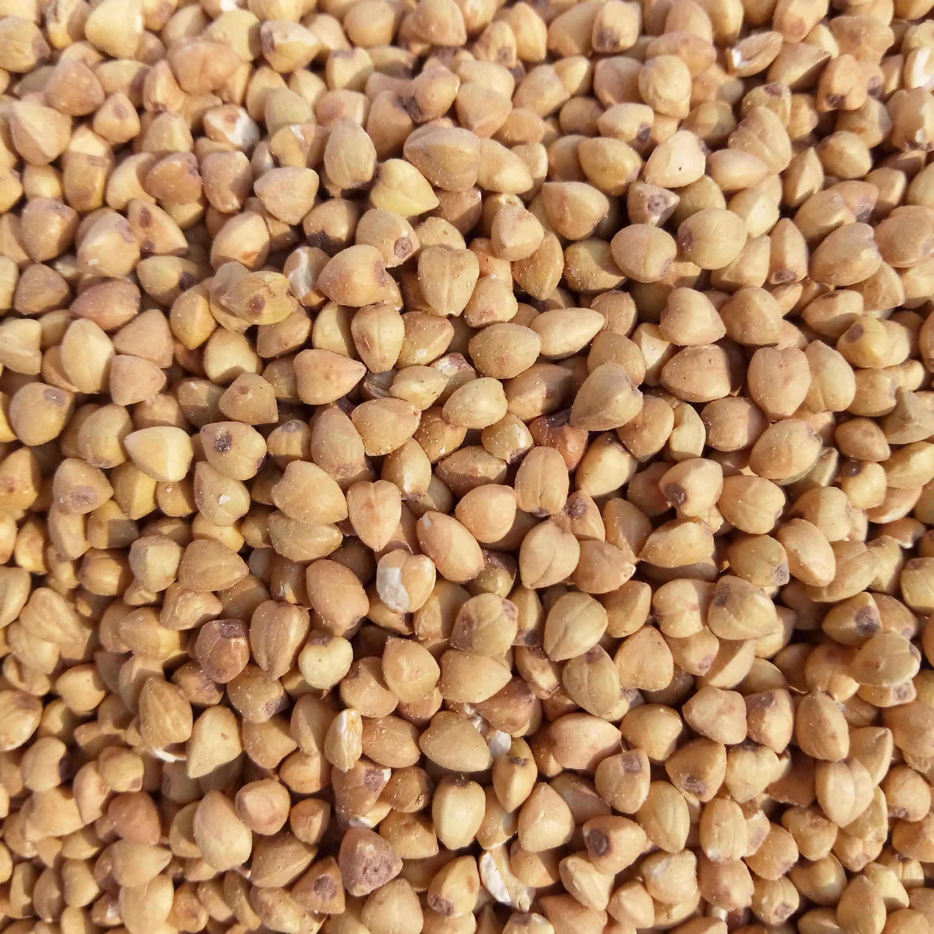 桑叶富硒苦荞茶(桑叶苦荞茶的功效)-硒宝网