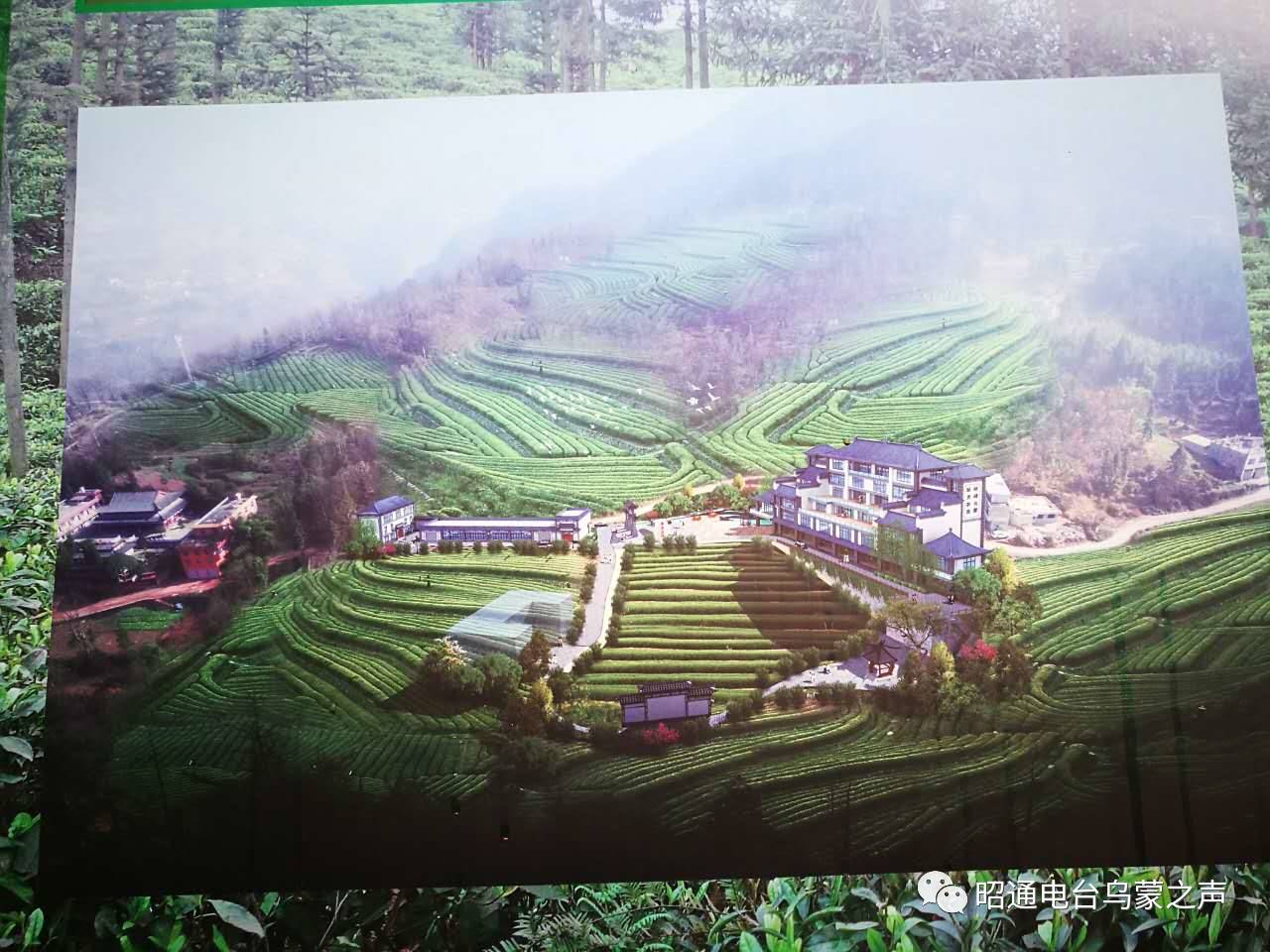 什么是富硒贡茶(富硒贡茶功效与作用)-硒宝网