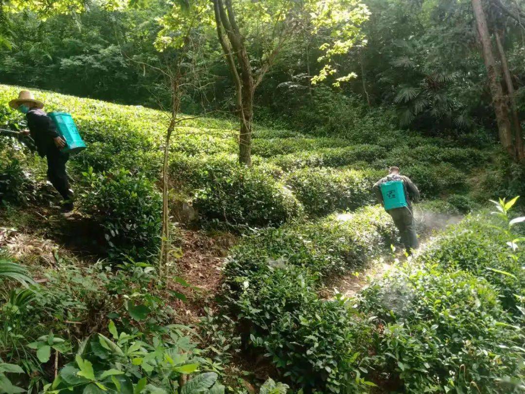 富硒茶关键技术(富硒茶文化)-硒宝网