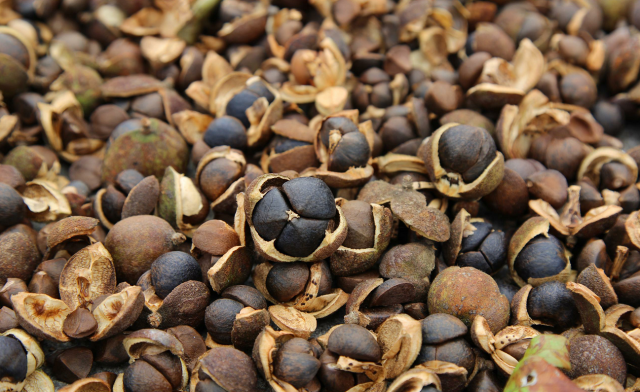 茶籽富硒养生油(茶籽养生精油的用途)-硒宝网