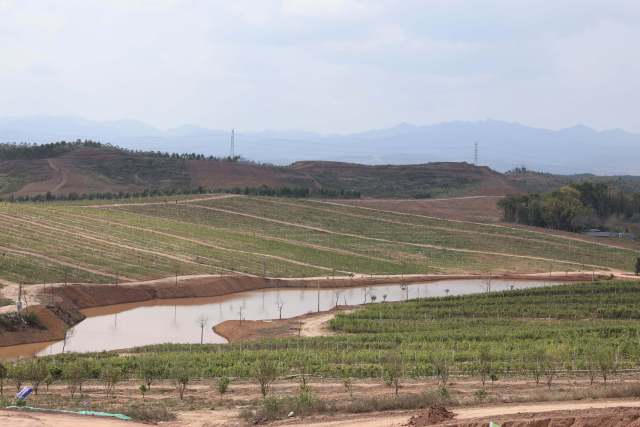 茶籽富硒养生油(茶籽养生精油的用途)-硒宝网