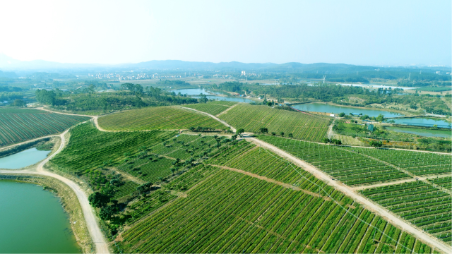 茶籽富硒养生油(茶籽养生精油的用途)-硒宝网