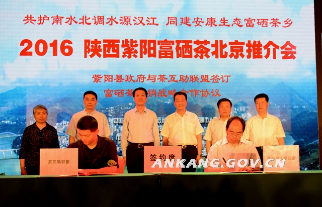 紫阳富硒茶鲜叶(富硒紫阳茶多少钱一斤)-硒宝网