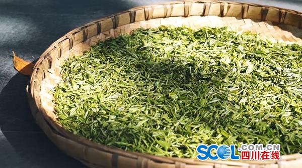 紫阳富硒制茶师(紫阳茶富硒饮品功效)-硒宝网