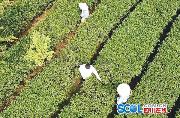 紫阳富硒制茶师(紫阳茶富硒饮品功效)-硒宝网