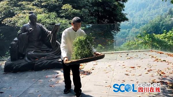 紫阳富硒制茶师(紫阳茶富硒饮品功效)-硒宝网