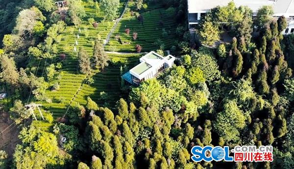 紫阳富硒制茶师(紫阳茶富硒饮品功效)-硒宝网