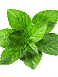 富硒生茶饼价格(原生富硒茶)-硒宝网