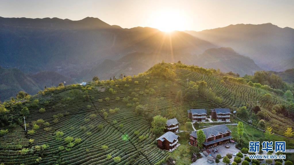 富硒茶用什么泡(富硒茶好喝吗)-硒宝网